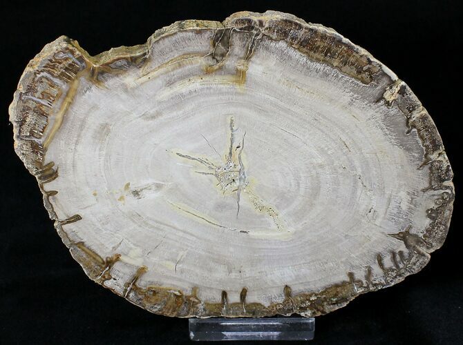 Araucaria Petrified Wood From Madagascar - #18872